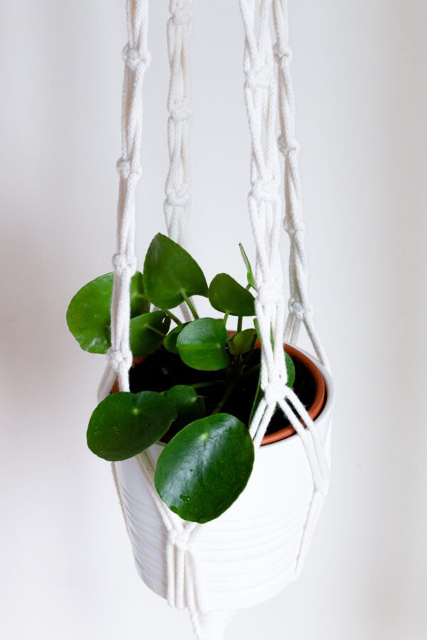 Suporte de Planta - Image 2
