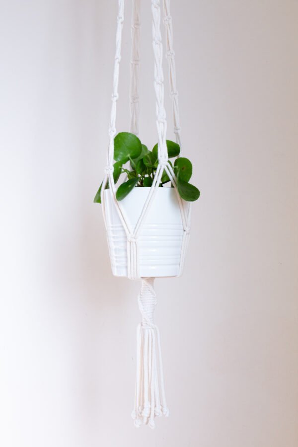 Suporte de Planta - Image 3