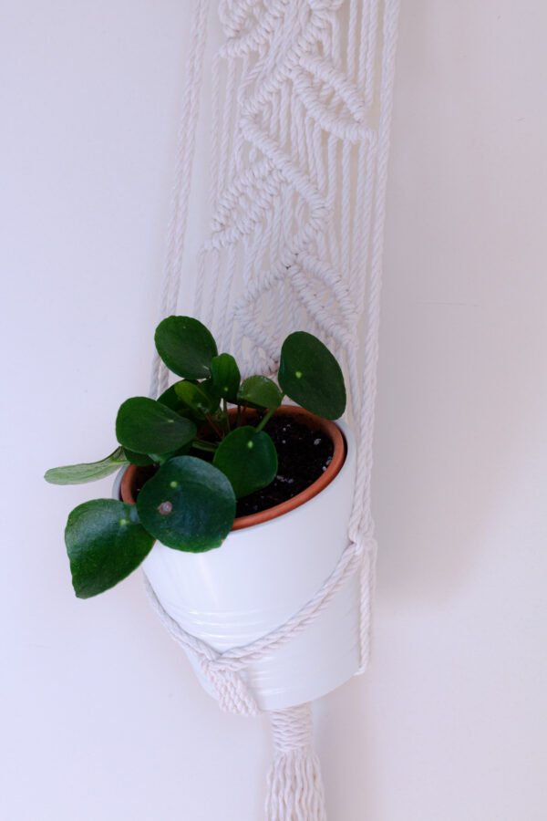Suporte de Planta de Parede - Image 3